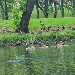 Meet your Posher, Tonya